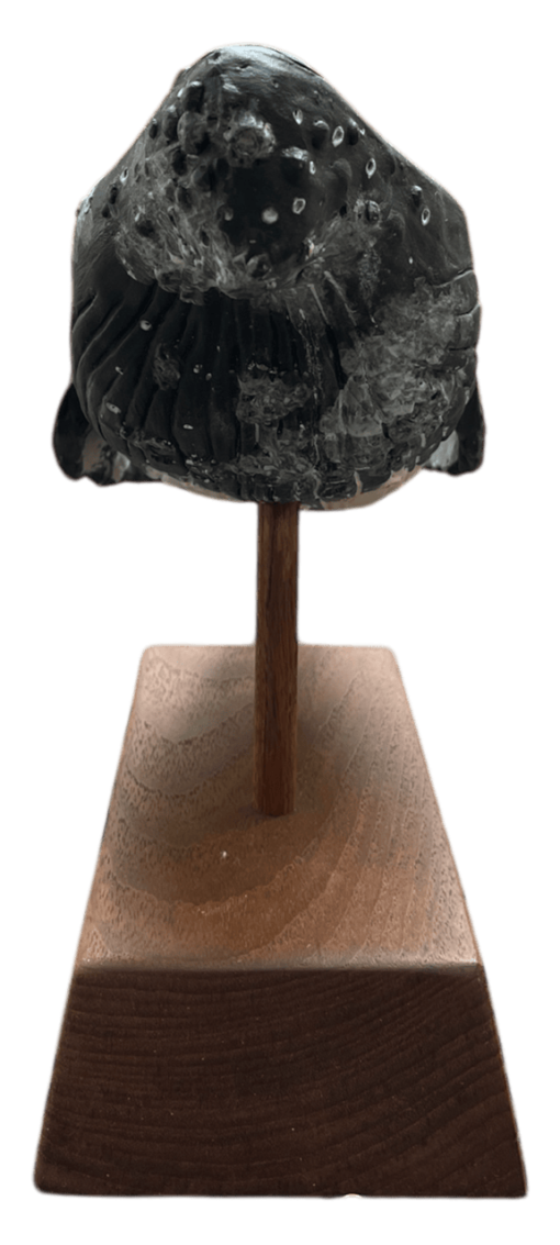 Koholā Humpback Whale Sculpture on Monkeypod Base by Rebecca Krannichfeld